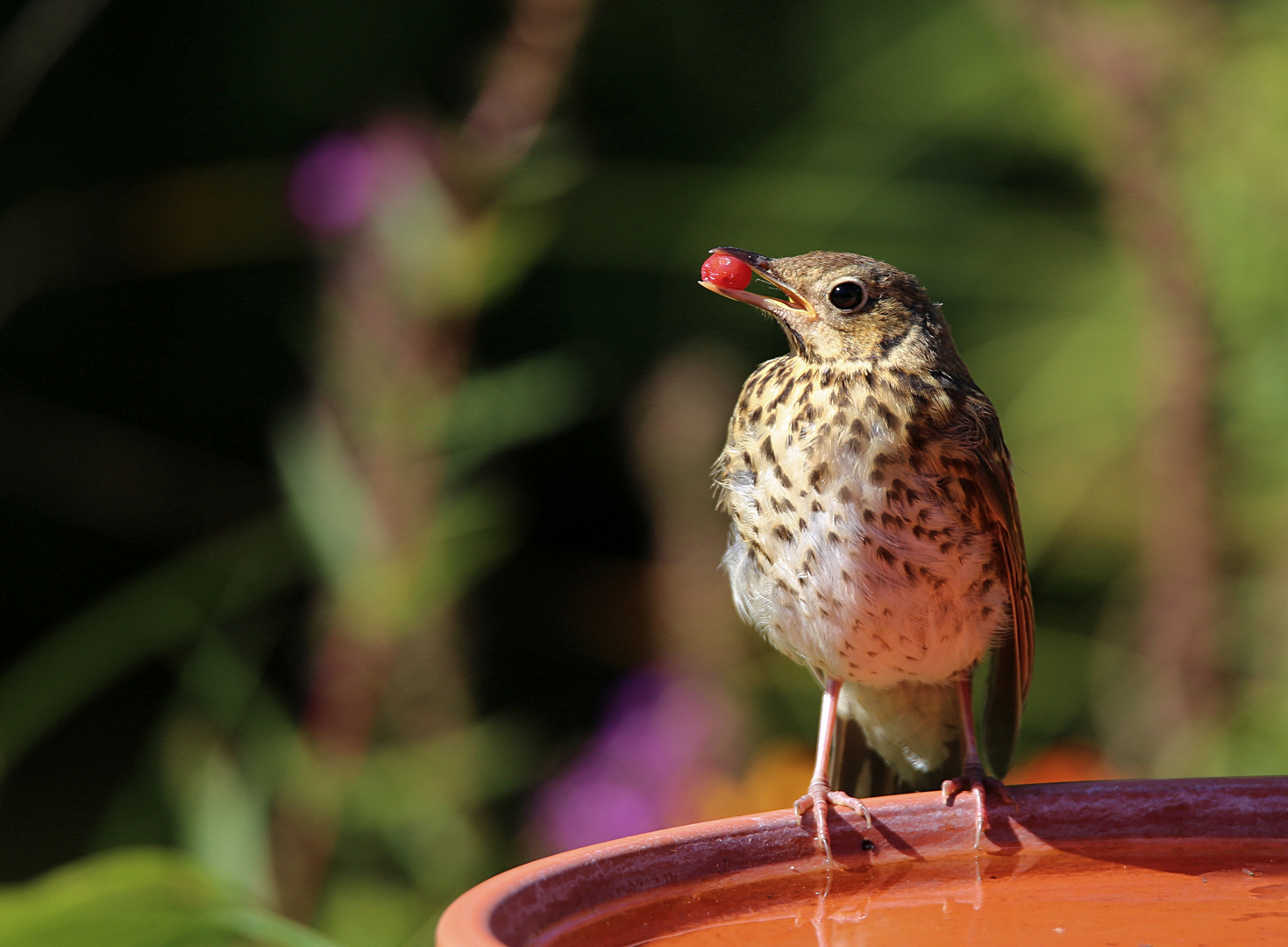 Gäste im Garten: Singdrossel 