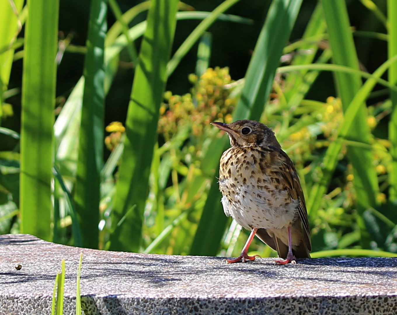 Gäste im Garten: Singdrossel (2)