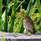 Gäste im Garten: Singdrossel (2)