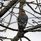 Gäste im Garten: Sperber