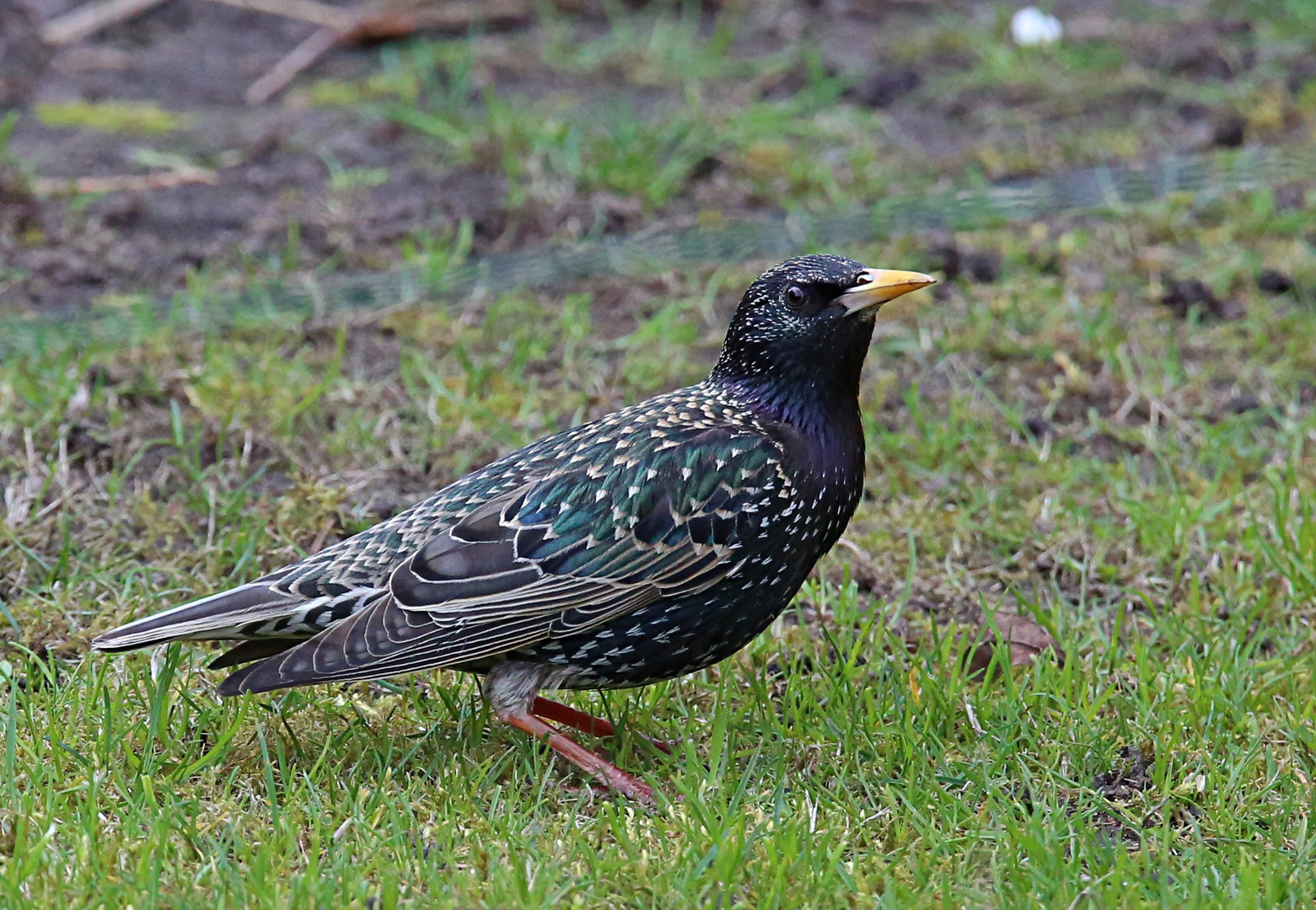 Gäste im Garten ... Star (2)