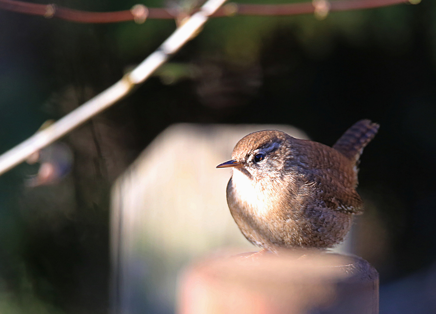 Gäste im Garten Zaunkönig Foto & Bild natur, tiere, vögel Bilder auf
