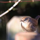 Gäste im Garten: Zaunkönig