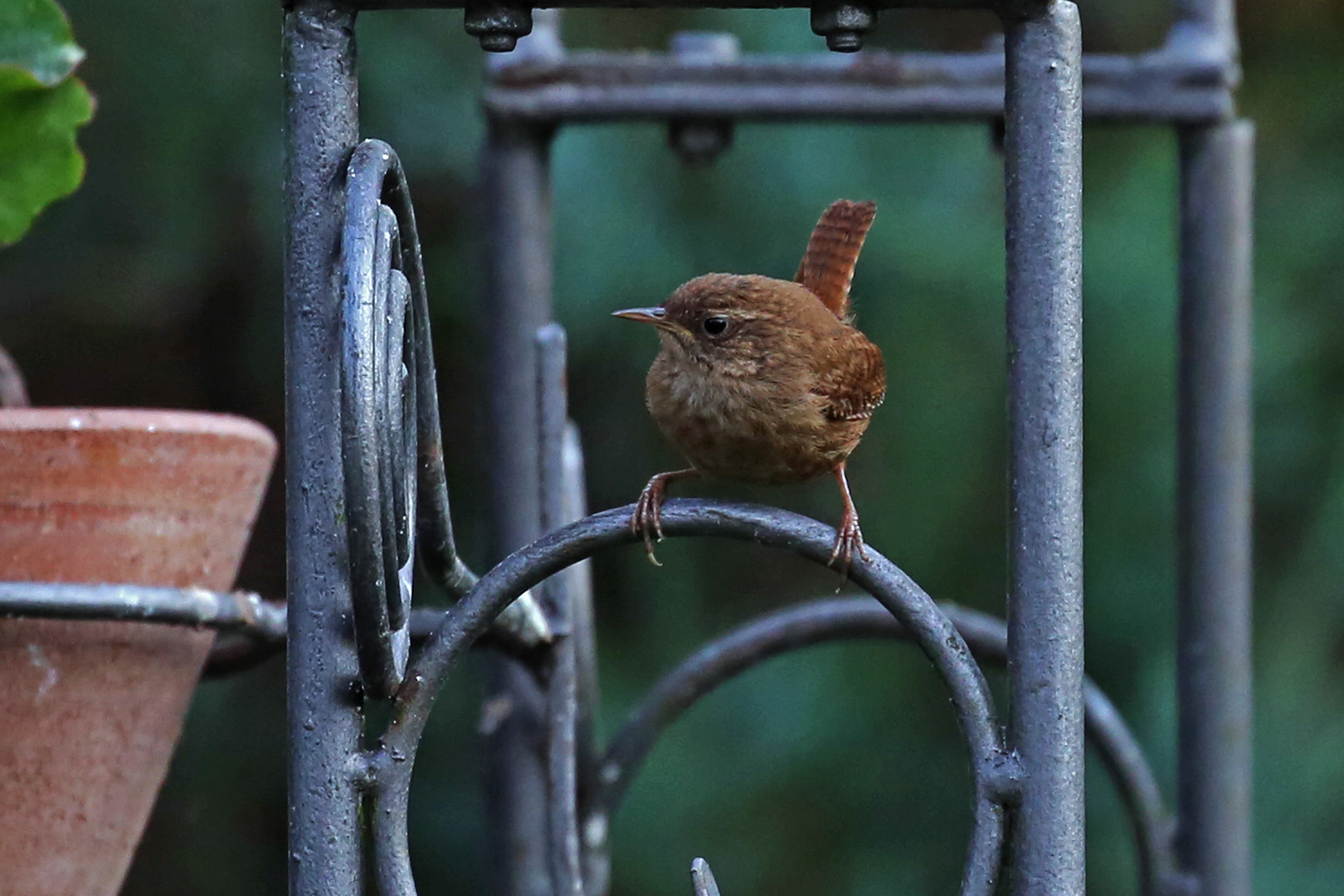Gäste im Garten Zaunkönig Foto &amp; Bild tiere, wildlife