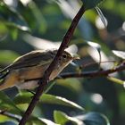 Gäste im Garten: Zilpzalp im Gegenlicht