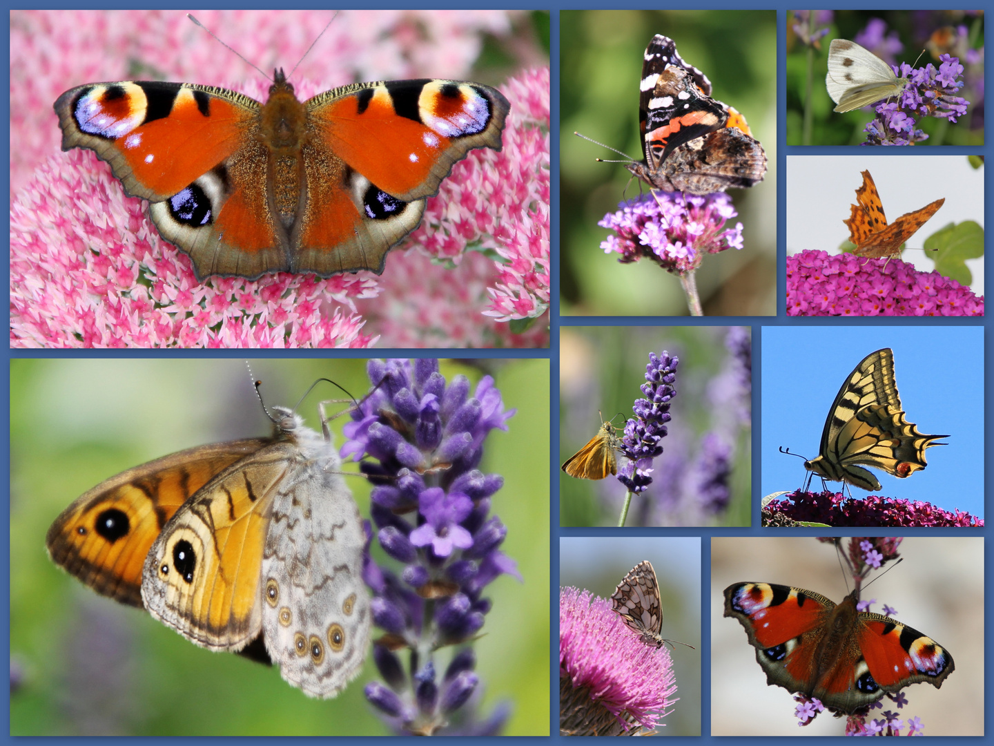 Gäste in meinem Garten