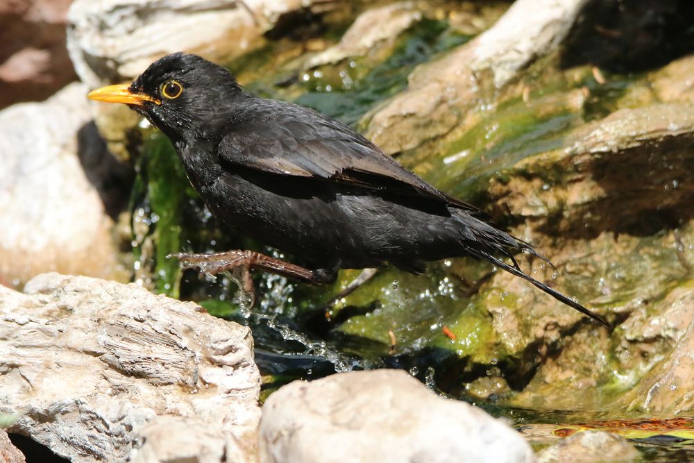 Gäste in unserem Garten (2)