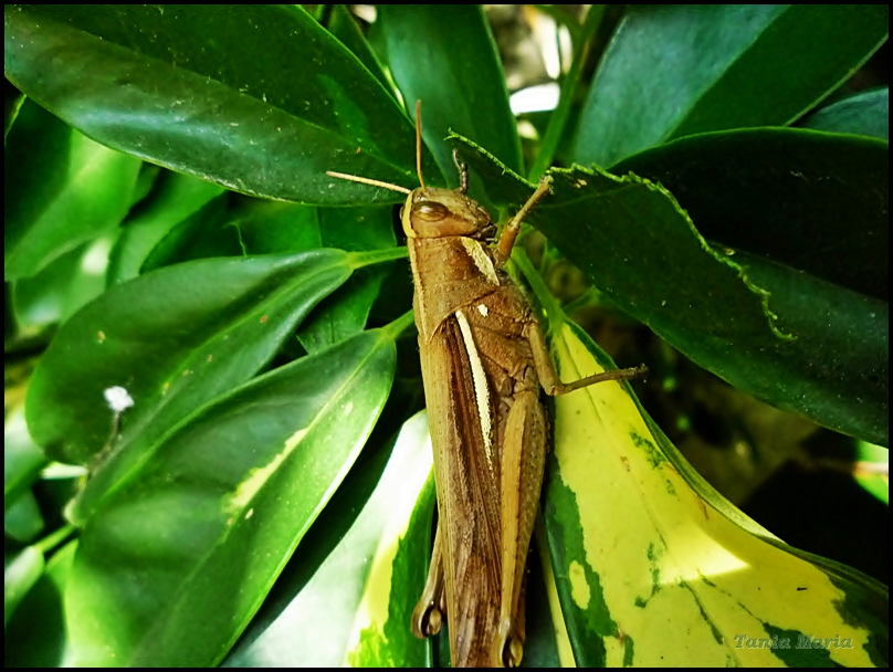 Gafanhoto devorando fôlhas de schefflera