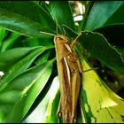 Gafanhoto devorando fôlhas de schefflera