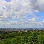 Gaffenber, Weinberge um Heilbronn