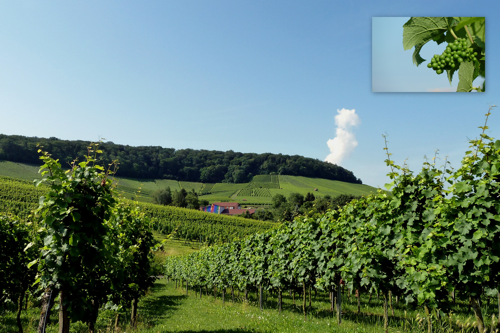 Gaffenberg, schöne Weinberge