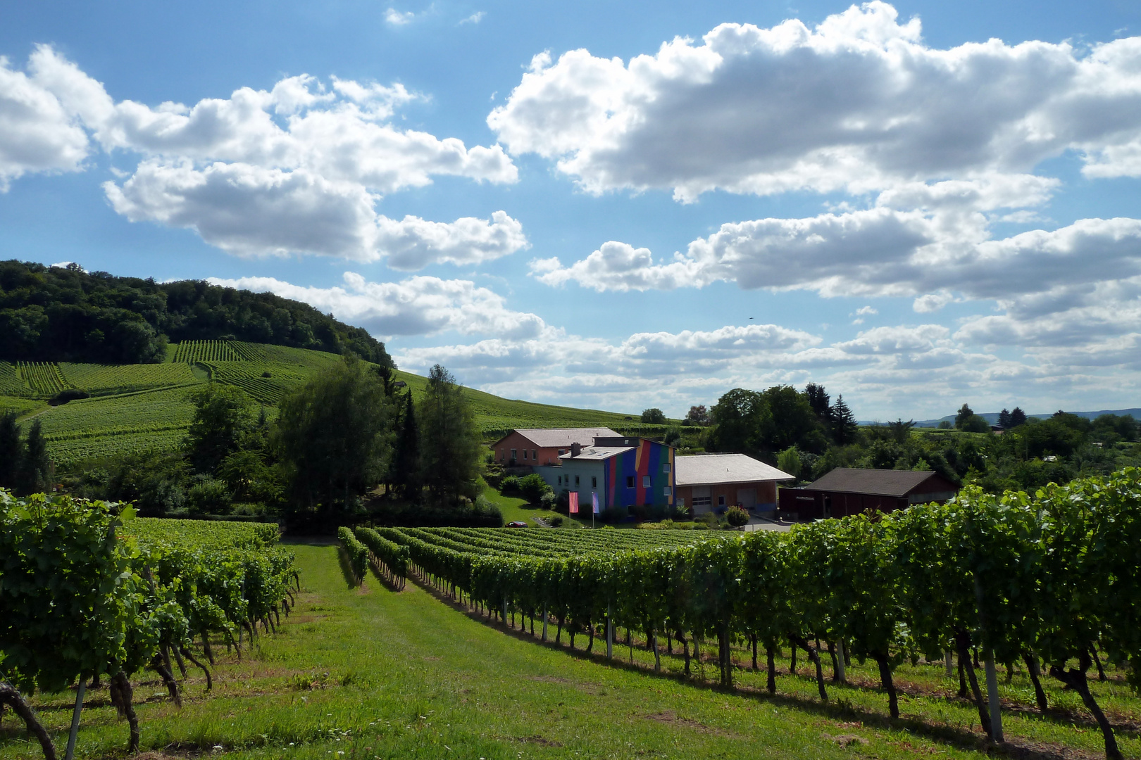 Gaffenberg, Weinberge (2)