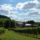 Gaffenberg, Weinberge (2)