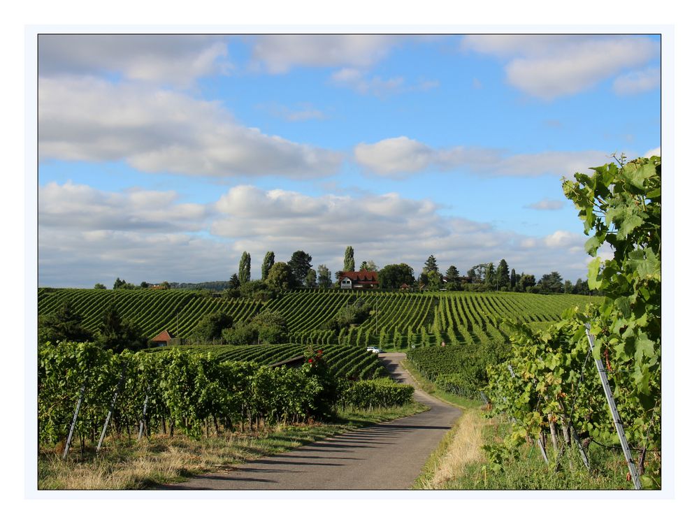 Gaffenberg, Weinberge rund um Heilbronn