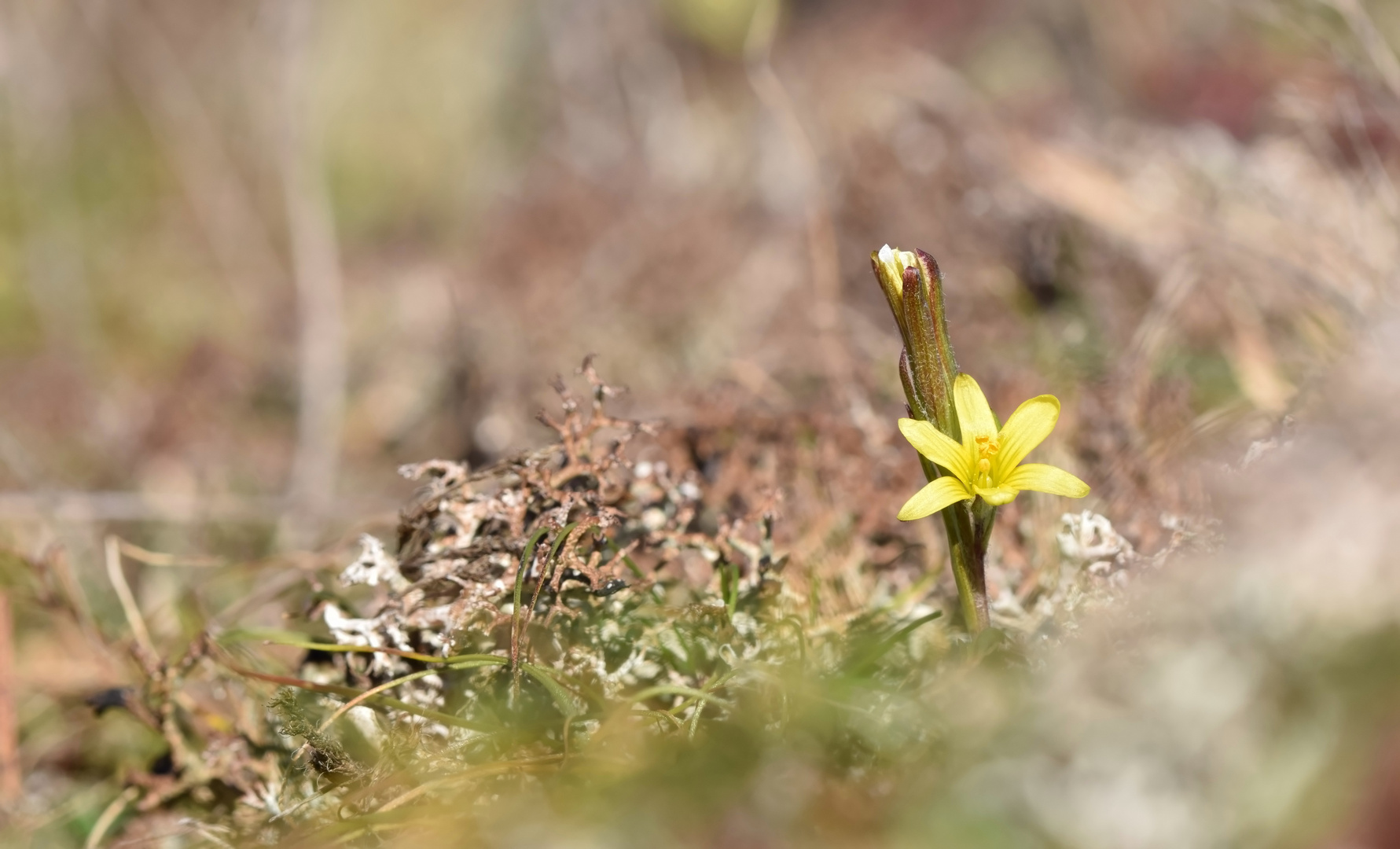 Gagea bohemica 