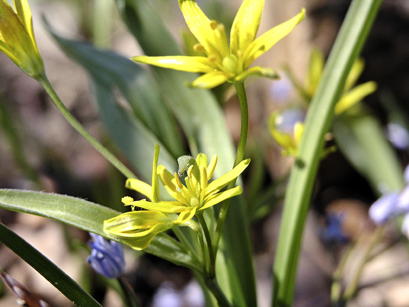 Gagea lutea