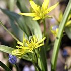 Gagea lutea