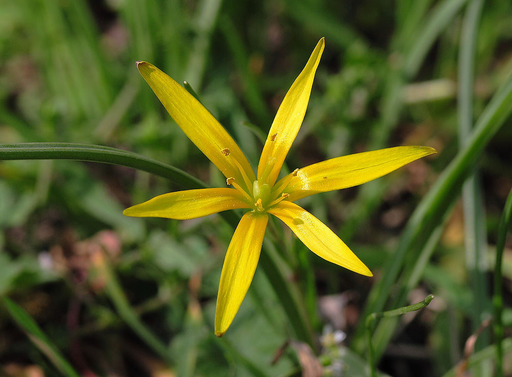 Gagea pratensis - Wiesen-Goldstern