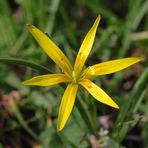 Gagea pratensis - Wiesen-Goldstern