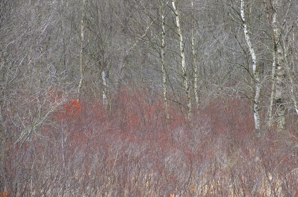 Gagelblüte im Hochmoor 3