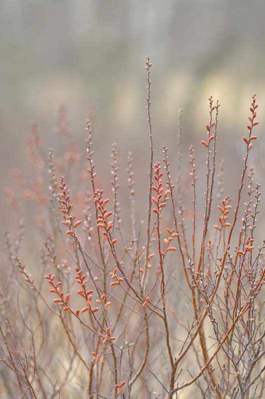 Gagelblüte im Hochmoor