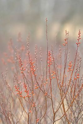 Gagelblüte im Hochmoor
