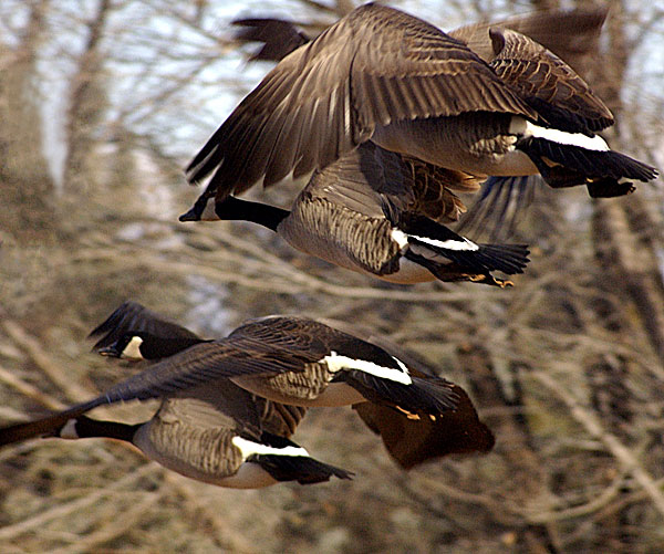 Gaggle of Geese