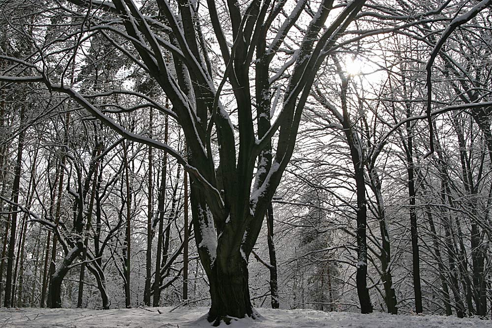 Gahro, Buchenwald (Niederlausitzer Landrücken)