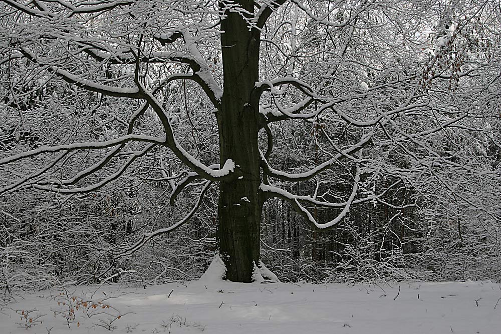 Gahroer Buchenwald im Schnee