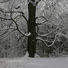 Gahroer Buchenwald im Schnee