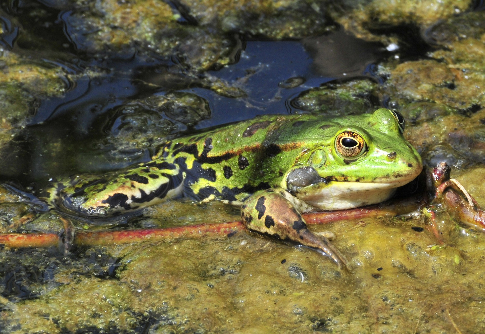 Gaia Frosch