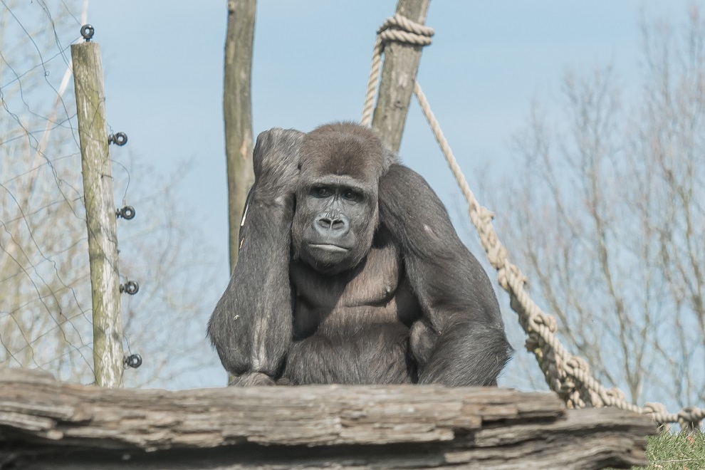 Gaia ZOO Kerkrade NL  1