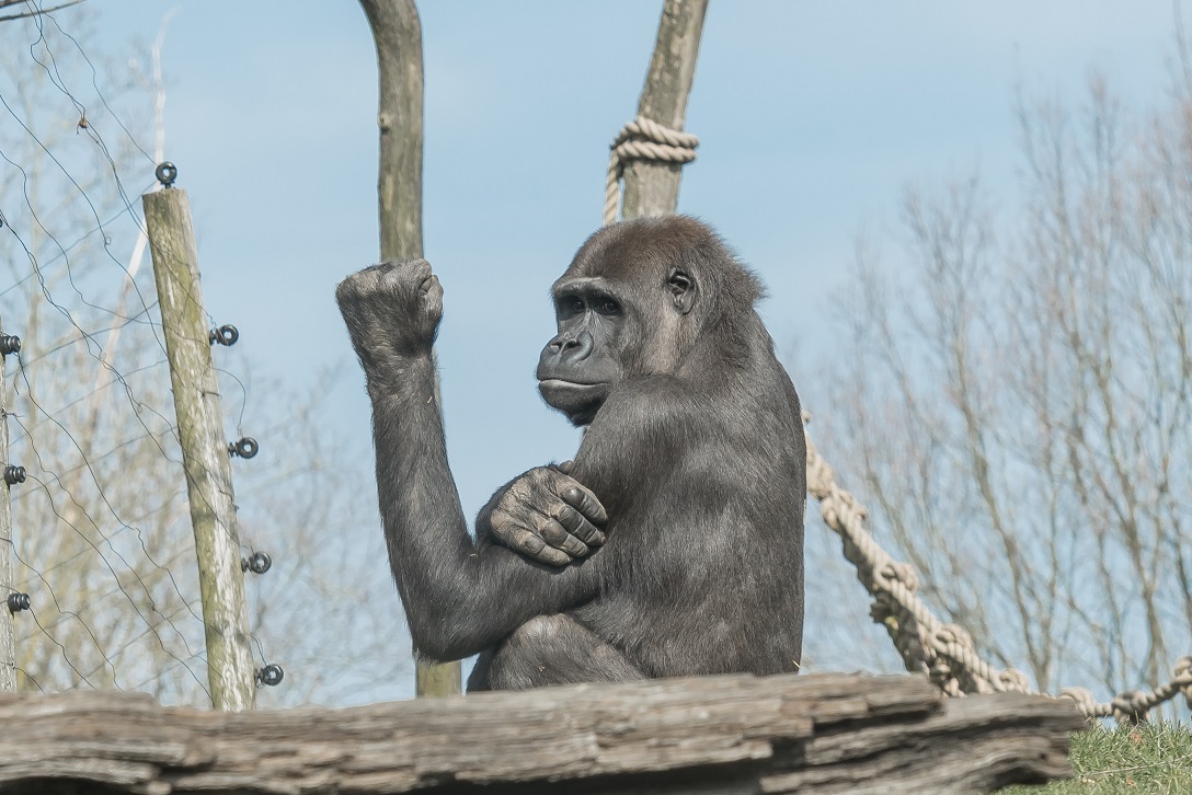 Gaia ZOO Kerkrade NL  2