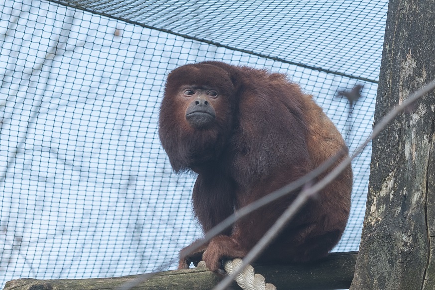 Gaia ZOO Kerkrade NL  3