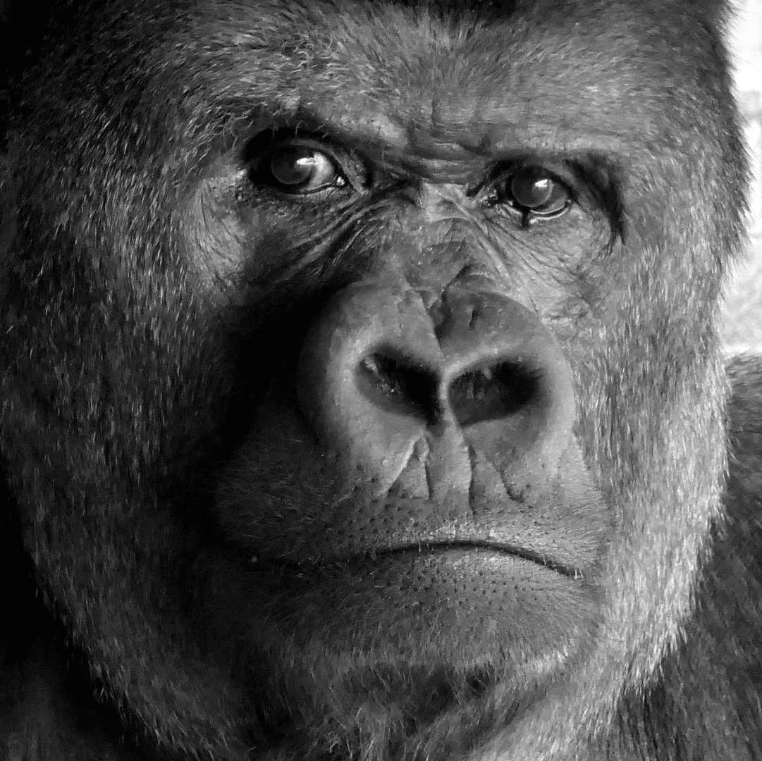 Gaiazoo Kerkrade / Niederlande Foto & Bild fotos, world, natur