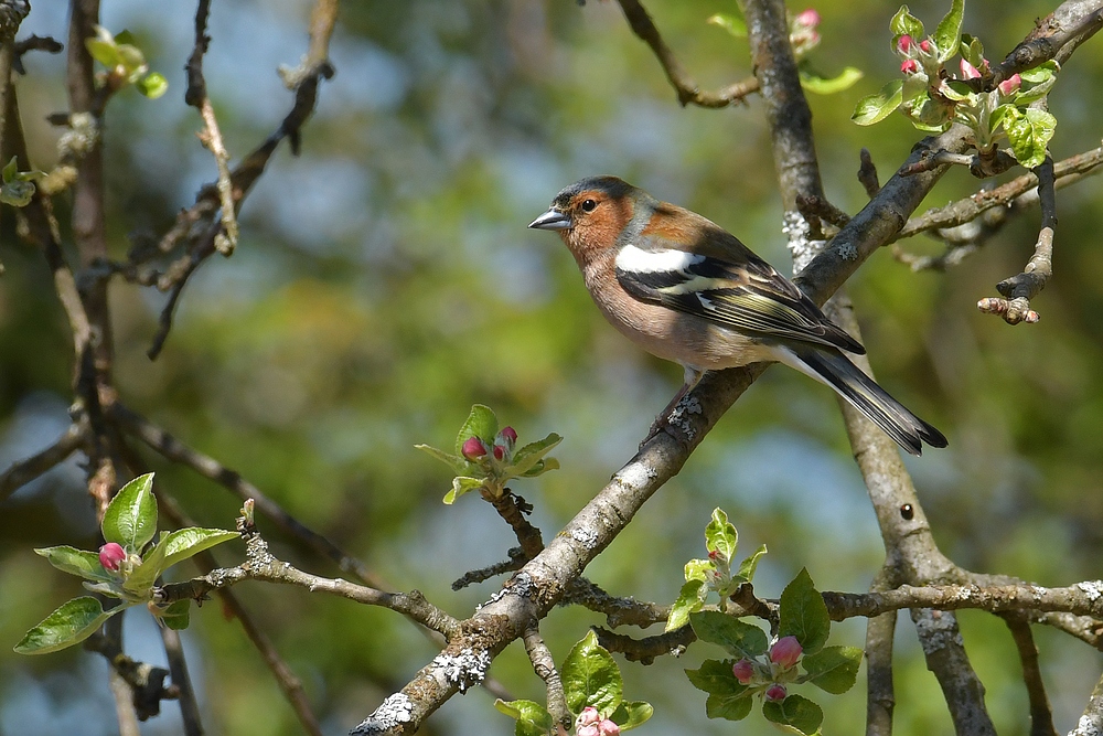 Gailenberg: Buchfink im Apfelbaum