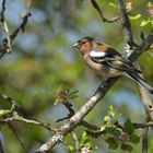 Gailenberg: Buchfink im Apfelbaum