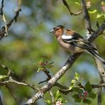 Gailenberg: Buchfink im Apfelbaum