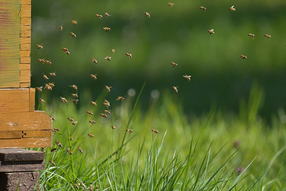 Gailenberg: Die Honigbienen sind los