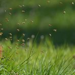 Gailenberg: Die Honigbienen sind los