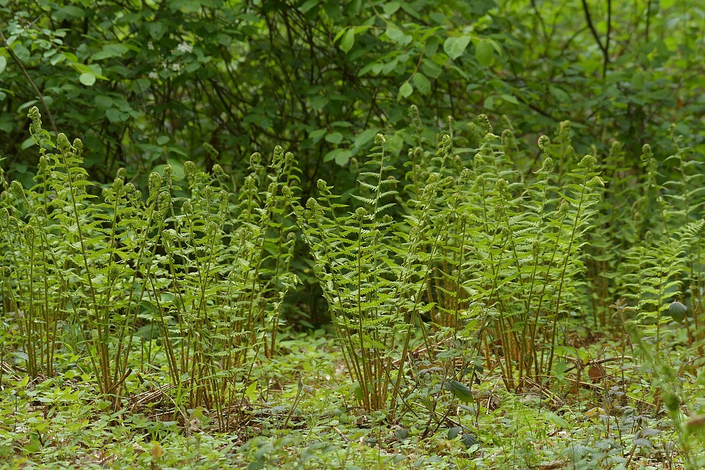 Gailenberg: Farnblätter – Ausrollen im Frühling