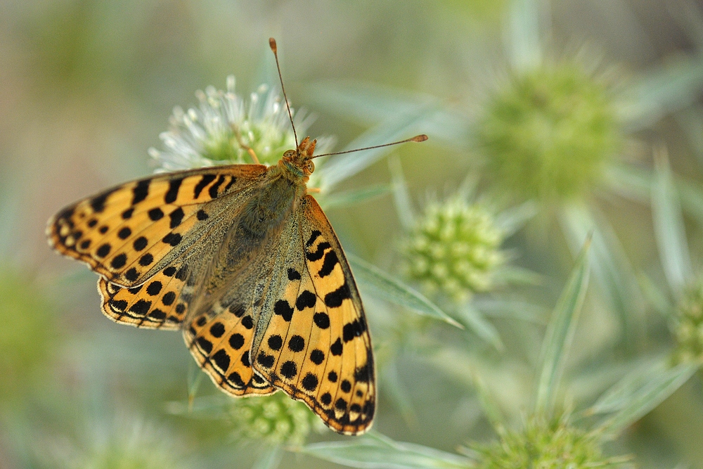 Gailenberg: Feld – Mannstreu und Kleiner Perlmuttfalter 01