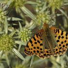 Gailenberg: Feld – Mannstreu und Kleiner Perlmuttfalter 02