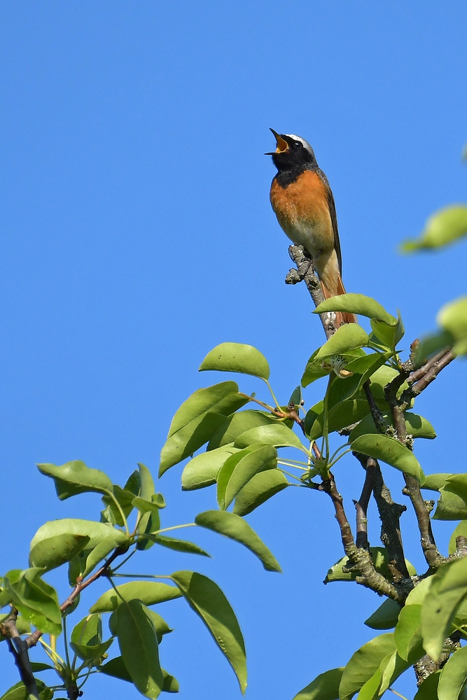 Gailenberg: Gartenrotschwanz – ein Sängerknabe auf dem Apfelbaum 01