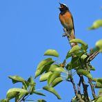 Gailenberg: Gartenrotschwanz – ein Sängerknabe auf dem Apfelbaum 01