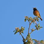 Gailenberg: Gartenrotschwanz – ein Sängerknabe auf dem Apfelbaum 02