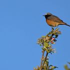 Gailenberg: Gartenrotschwanz – ein toller Typ auf dem Apfelbaum