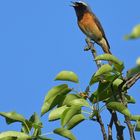 Gailenberg: Gartenrotschwanz – im Frühling unüberhörbar