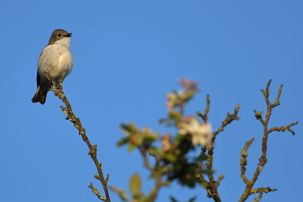 Gailenberg: Trauerschnäpper – Gesang auf dem Apfelbaum