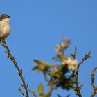 Gailenberg: Trauerschnäpper – Gesang auf dem Apfelbaum